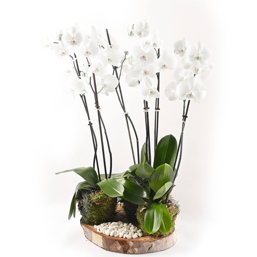 3 White Phalaenopsis Orchid
