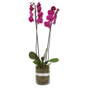 Orchid Plant - Fuchsia