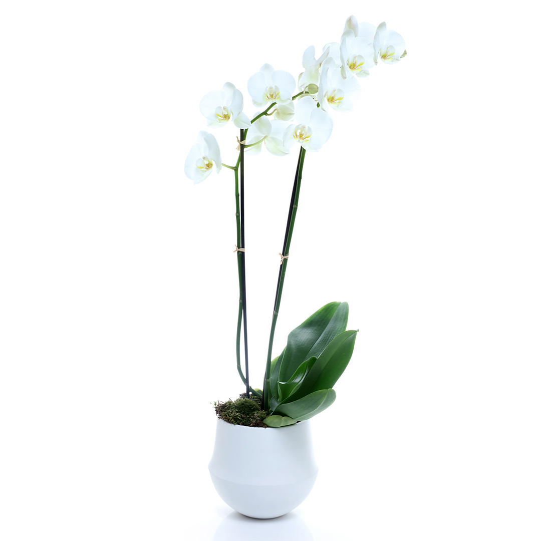 Orchid Plant – White