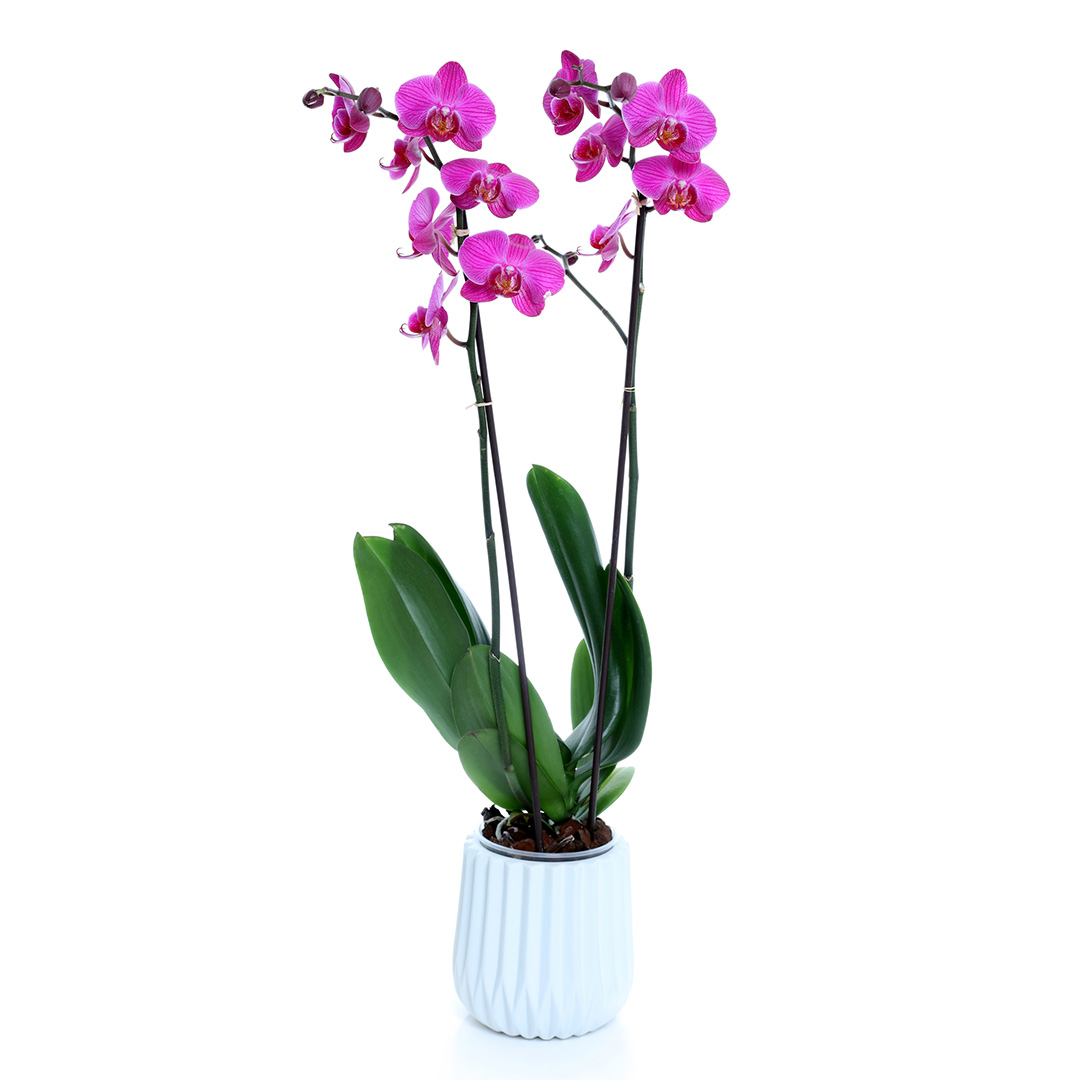 Orchid Plant – Fuchsia