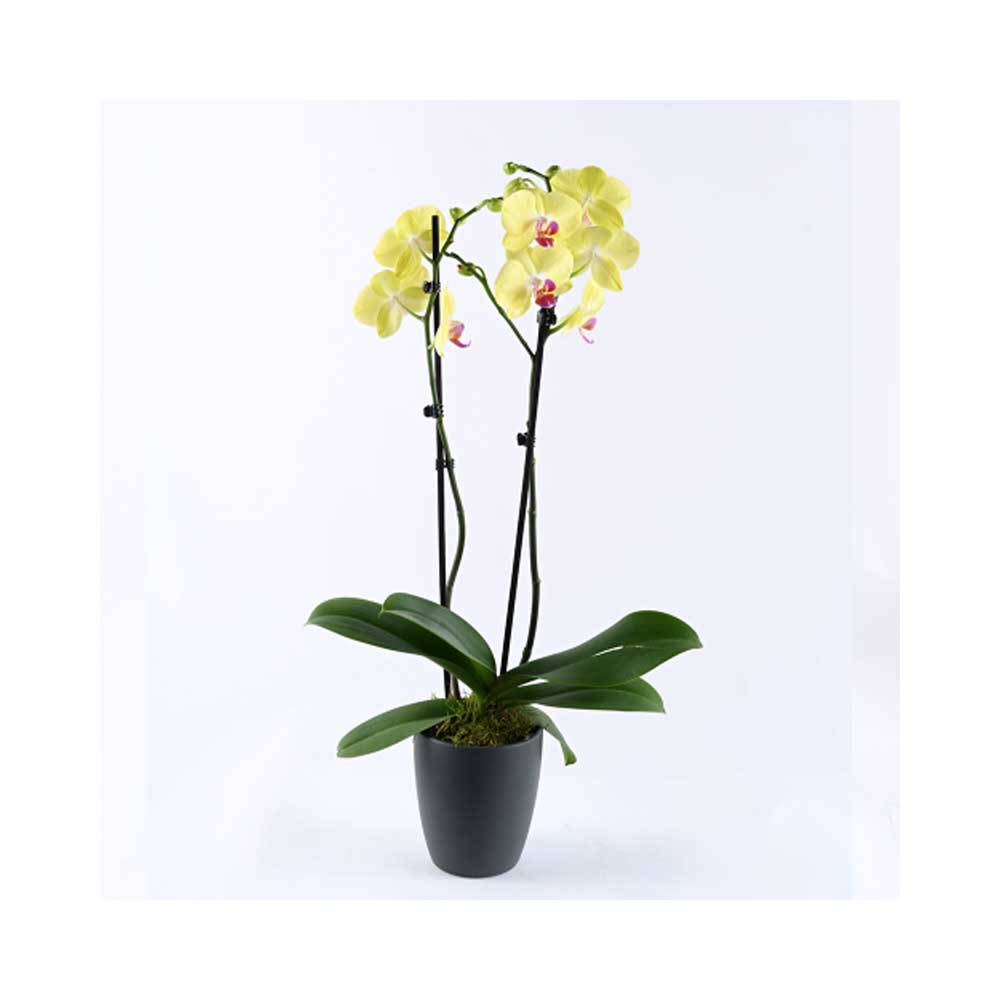 Orchid plant _yellow