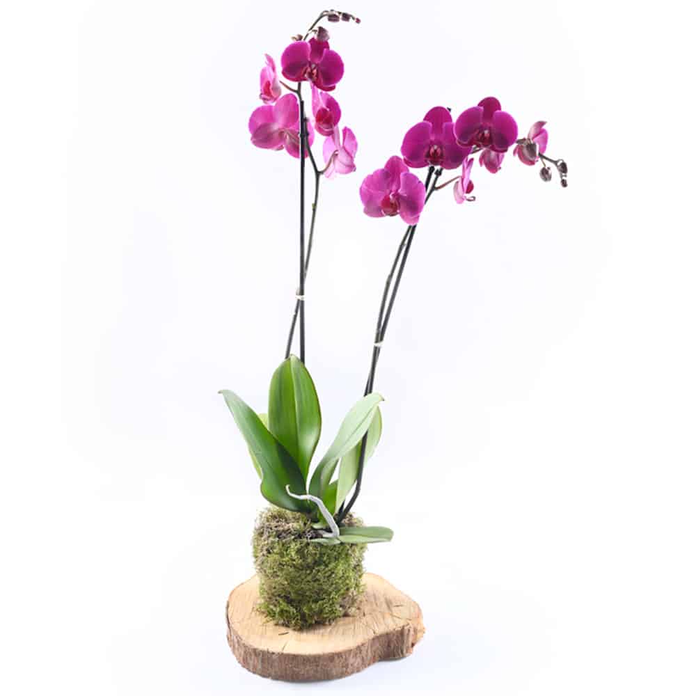 Wooden Orchid – Fushia