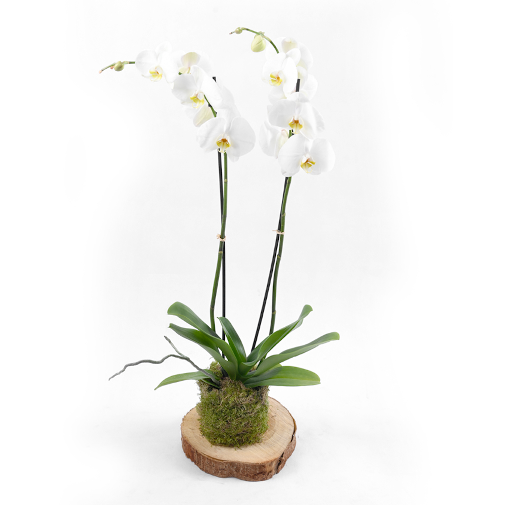 Wooden Orchid -white
